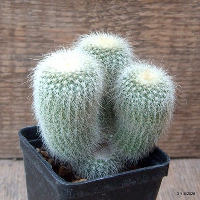 D7293 NOTOCACTUS LENINGHAUSII ALBISPINUS pot7-H9-W9 cm MaMa Cactus