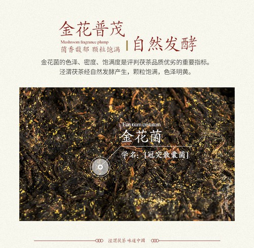 Shanxi Black Tea Fu Tea /weight Loss 900g 陕西砖茶黑茶 金花泾阳茯茶 经典1368 养胃/助消化/减肥/营养补充/降脂 - Picture 6 of 14