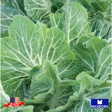 Kale Seeds Portuguese Non-GMO Heirloom