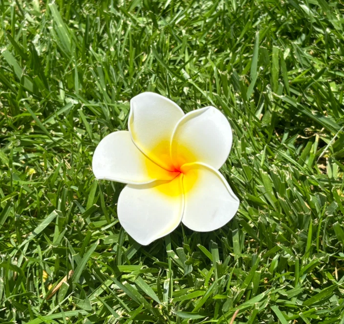 Hawaiian Plumeria Tropical Hair Clip Beach Luau Foam Individual or Lot of 12 - Image 2 of 2