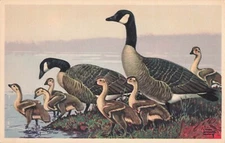 Canada Goose Postcard Wildlife Artist Signed L.Hunt 1939     P2
