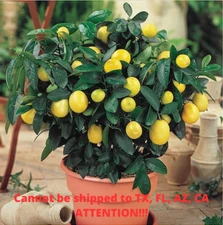 Meyer Lemon Tree Citrus Limon Dwarf Fruiting Plant 6-8" Tall 4" Pot Indoor Tree