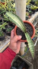 Real Picture Sansevieria Malawi Bat White Variegated Uniqe Snake Plant