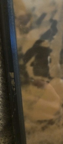 Grande fotografia vintage incorniciata in bianco e nero di uomo e donna 18"x25" - Foto 3 di 8