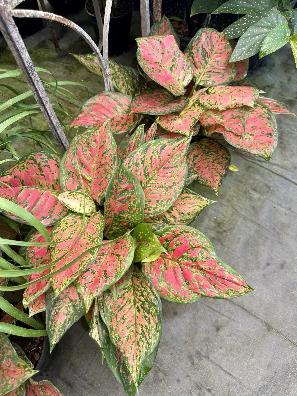Red Chinese Evergreen Plant