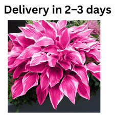 Hosta Seeds - 100 Pink Hosta Plants in Outdoor Indoor Seed Attract Pollinators.