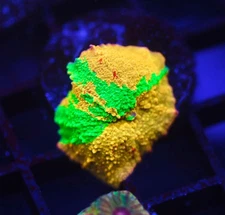 DIYreefer Live Coral WYSIWYG Green Goblin Jawbreaker NEW RELEASE see description