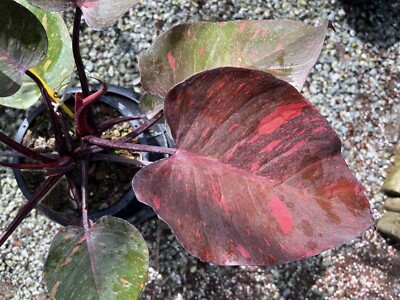 High Color Philodendron Orange Princess Variegated | eBay