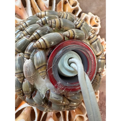 Vintage Natural Seashell flower Lamp Night Light Shell 6.5” retro nautical Mcm - Picture 6 of 14