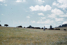 Grazing Bison 1955 S Dakota Man Taking Photo in Field Red Kodachrome Color Slide