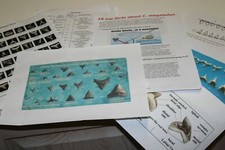 12+ SHARK TOOTH FOSSILS + GUIDES SCHOOL LIT. Megalodon era in bags 1 per bag