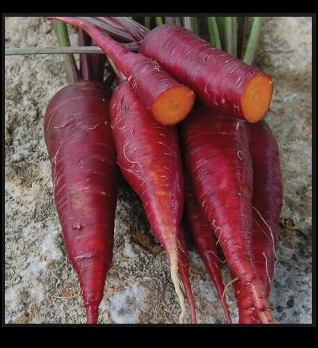 Purple Dragon Carrot 100 - 1,000 Seeds Beautiful color RARE Heirloom Lycopene!