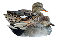 Avian-X Topflight Gadwalls Duck Decoy Pack