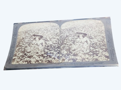 #ad #ad Antique1897 Stereoview Card In The Daisy Field Sweet Flowers Of The Rural Glade $8.00