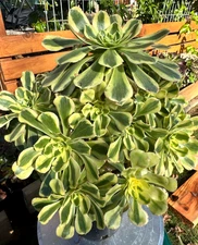 Imported Succulent live plant Rare succulent decor Big Aeonium Green Chanel #F22
