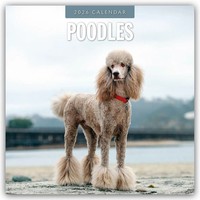 Poodles 2026 Square Wall Calendar | Red Robin | Englisch | Taschenbuch | 2026