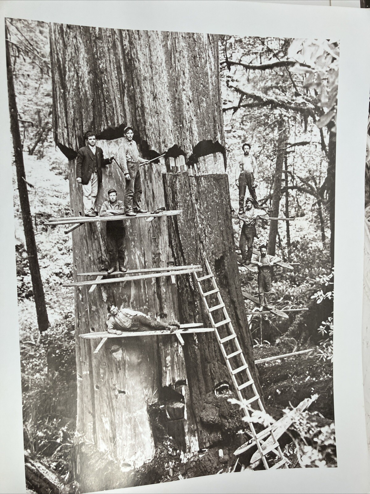 Lot Georgia Pacific Historical Museum 1880-1920 Glory Days Logging Photographs