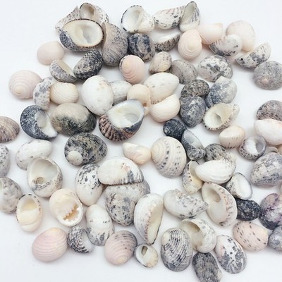 Natural Sea Shells Nerite Snail Shells Mixed, 1/2 ~ 1 Inch, 8 oz, Apprx 80PC