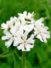 Lychnis Chalcedona (Maltese Cross) 50  seeds
