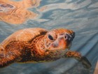 3 FABRIC POSTERS ~ 1 SHARK & 2 TURTLES!!! — photo 3