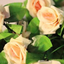 Champagne Climbing 44 Rose Bush 50 or 100 Seeds Rare-Free Shipping-USA Seller