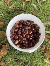 1kg Fresh Sweet Chestnuts 🌰 Christmas Roasting