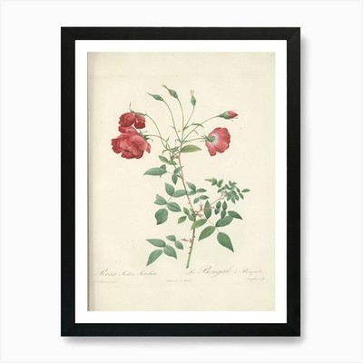 Rose Illustration, Pierre Joseph Re gerahmtes Wandbild Poster Leinwanddruck Bild