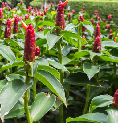 2 Live Shampoo Ginger Plants 12 to 20 inches tall )with Free Shipping