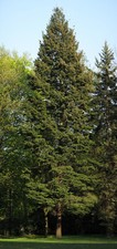 20 Douglas Fir Seeds - Pseudotsuga Menziesii - Very Tall