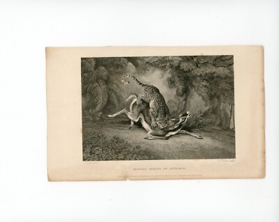 LEOPARD SEIZING ANTELOPE Engraving by E. Hacker  1837 For New Sporting Magazine