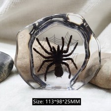 Real Butterfly In Resin Specimen Spider Scorpion Beetle Display Ornament
