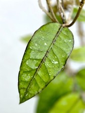 Hoya sp nap04 aceh [b17a012] 1 maceta, 1 planta, 20-22 pulgadas ¡¡Raro!!!