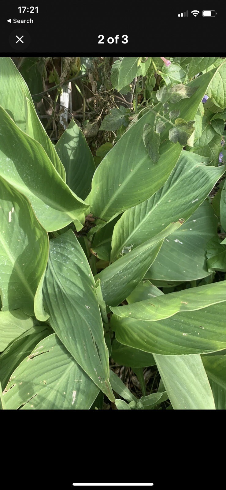 Canna Lilies Tubers For Spring Planting eBay
