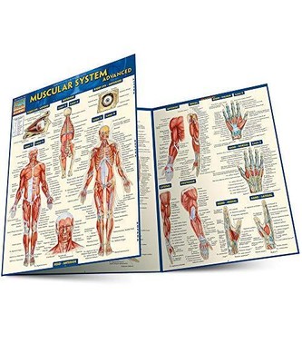 Muscular System Advanced, Vincent Perez