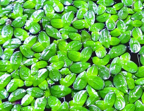 Duckweed - Indoor Grown Buy2Get1Free Shrimp Fish Turtle Food