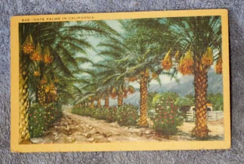 845 Date Palms in California, Longshaw Linen Postcard PC - Picture 1 of 1