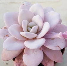 Rare Succulent, Echeveria Laui Seeds Pink 100PCs/Pack Seeds