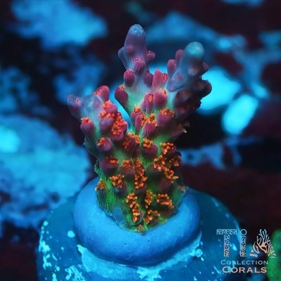 Vivid Confetti Acropora | WYSIWYG | AUCTION | Live SPS Coral