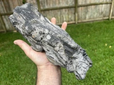 Texas 13" Natural Petrified Wood Black Gray Unique Weathered Tree Fossil
