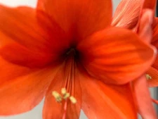 NARANJA Jumbo Amaryllis Bulb (36+ cm) - US Seller