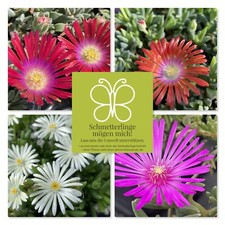 Winterharte Mittagsblume Delosperma  Mixi Trixie 4cm Ballen 4Sorten Mix BUNT 5x
