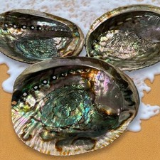Large 5"-7" Abalone Natural Shell Dish for Jewelry, Spiritual Smudging, Coastal