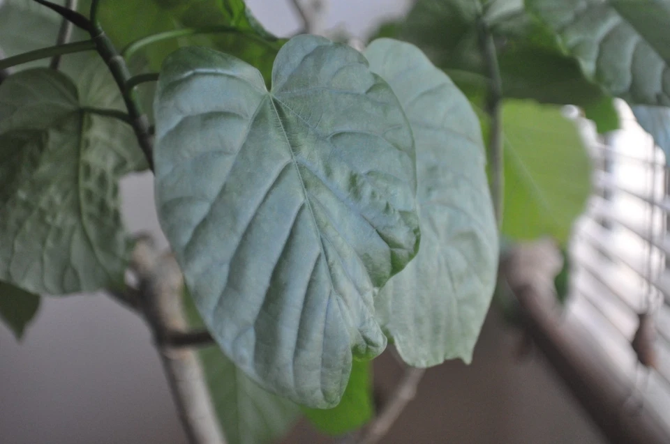 [Probado/Exc+5] Lente gran angular SMC Pentax 24 mm f/2,8 MF Pentax K Mount J... - Imagen 3 de 4