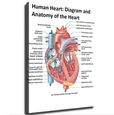 Diagram and Anatomy of The Heart Cardiology Knowledge Poster Canvas Wall Art