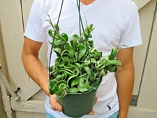 Variegated Hoya Hindu Rope Plant -B