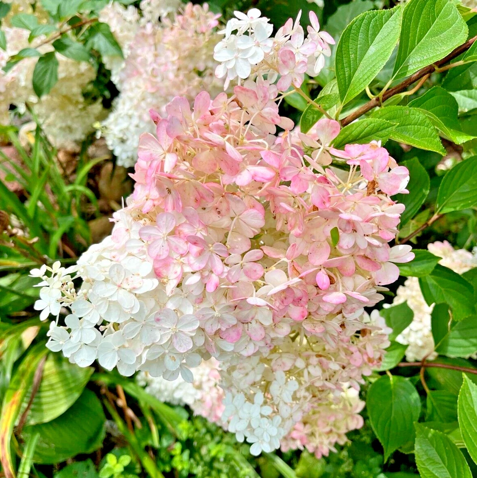 5+ 2 free unrooted cuttings of stunning Vanilla Strawberry Hydrangea bush tree# - Image 4 of 4
