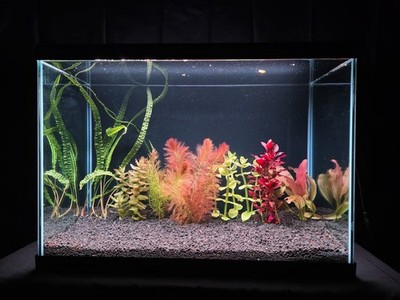 Vibrant Vista Pack Plant Pack Live Aquatic Shrimp Fish Tank Aquascape  Aquarium