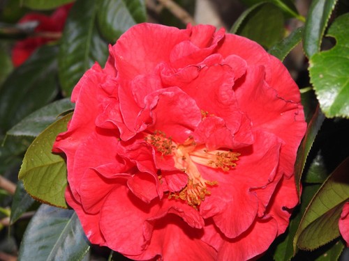 Camellia 'Dr Clifford Parks' - Reticulata hybrid 1 x 50mm tubestock - Picture 3 of 3