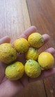 Garcinia sp. "Serra dos Órgãos" — photo 1