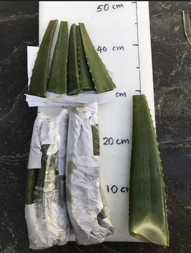 1 X Aloe Vera plant - barbadensis-Miller -organic-edible bare rooted 25 to 30cm - Picture 8 of 13